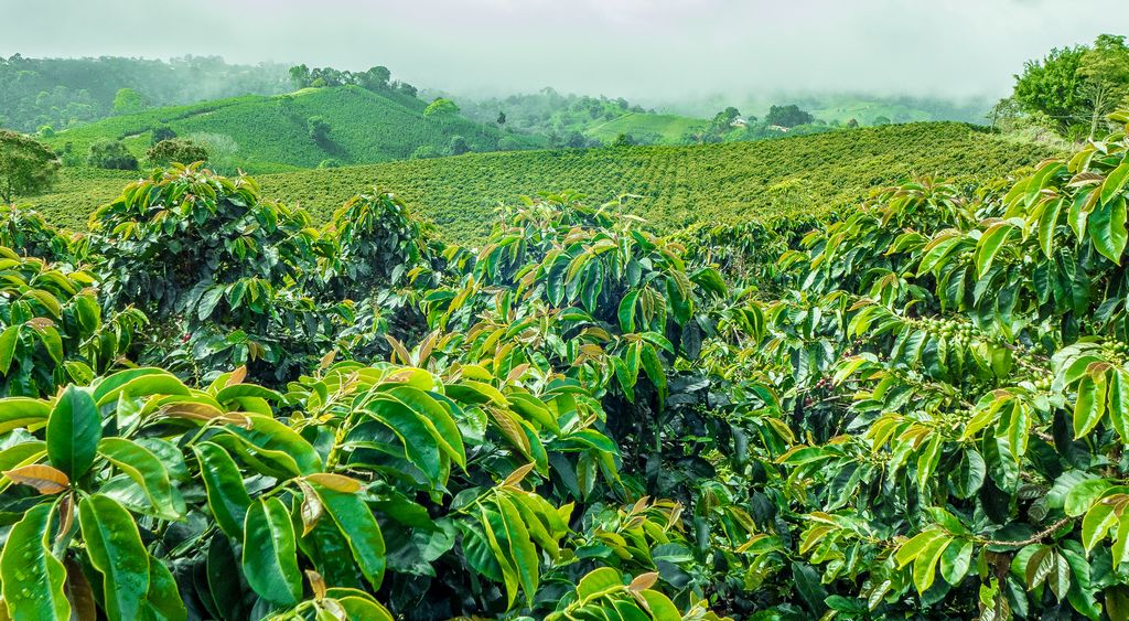 Coffee Plantations in Coorg: